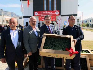 Ören’de Üreticilere 100 Bin Itri Bitki Dağıtıldı