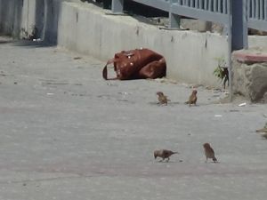 Bolu’da İlkokulun Önünde Bomba Paniği