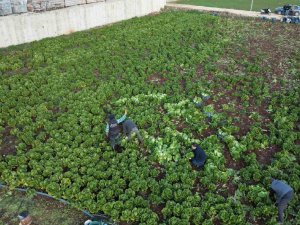 Kilis’te Depremden Sonra Marul Ve Maydanoz Hasadı Başladı