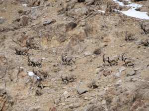 Kara Avcılığı Geçici Süreliğine Yasaklanınca Yaban Keçileri Yola Kadar İndi