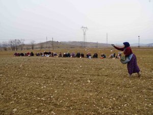 Dünyaca Ünlü Taşköprü Sarımsağı Toprakla Buluşuyor
