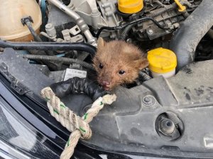 İ̇tfaiyecilerin Sansar Kurtarma Operasyonu