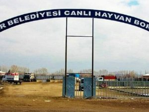 Şap Hastalığından Dolayı Iğdır Hayvan Pazarı Kapatıldı