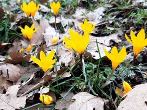 Karların Erimesiyle Şelale Oluştu