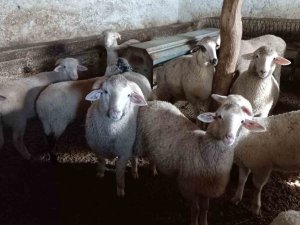 Afyonkarahisar’da Büyük Ve Küçükbaş Hayvan Sevkiyatı Durduruldu