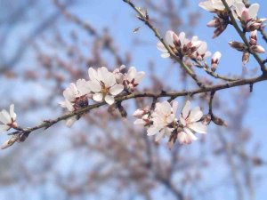 Tunceli’de Çiftçilerin Don Tedirginliği