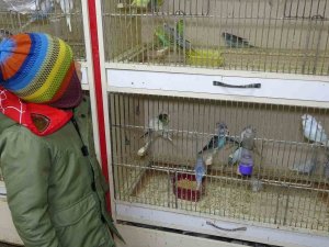‘Deprem Kuşu’ Diye Almaya Başladılar: Ötücü Kuşlara İlgi Arttı