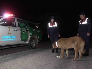 Trafik Kazalarına Sebep Oluyordu, Köpeklere Reflektörlü Tasma Takıldı