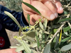 Aydın’da Zeytin Bahçeleri Denetlendi, Çiftçiler Bilgilendirildi