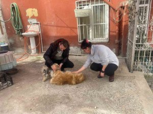 Eyüpsultan’da Cins Köpeği Böyle Çaldılar