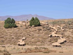Tunceli’de İl İçi Ve İl Dışı Hayvan Hareketleri Yasaklandı