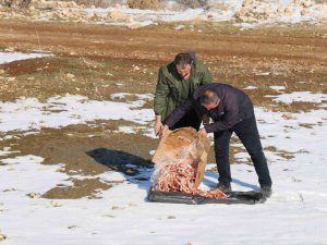 Batman’da Yiyecek Bulamayan Hayvanlar Unutulmadı