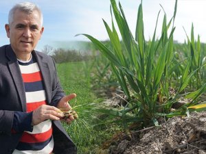 Prof. Dr. Kaya Uyardı: Kuraklığa Bağlı Kızarıklıklar Ve Sararmalar Başladı