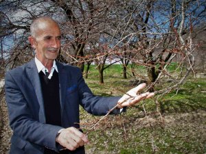 Sıcak Havalar, Kayısı Üreticilerini Korkutuyor