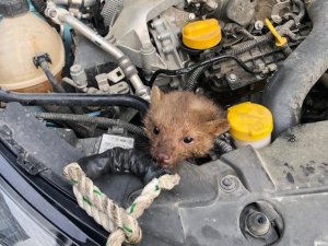 İ̇tfaiyecilerin Sansar Kurtarma Operasyonu Kameraya Yansıdı