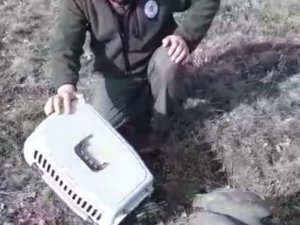 Yaralı Halde Bulunan Dünyanın En Hızlı Kuşu Gökdoğan Ve Kerkenez Doğaya Salındı