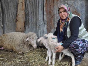 Koyun Sezaryenle İkiz Doğurdu