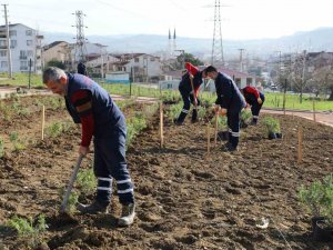 Gündoğdu Lavanta İle Canlandırılacak