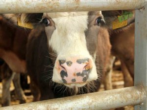 Denizli’de Hayvan Pazarları Süresiz Kapatıldı