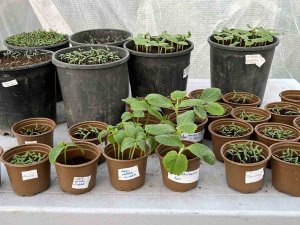 Safranbolu’da Yerli Tohumda Rekor Seviye