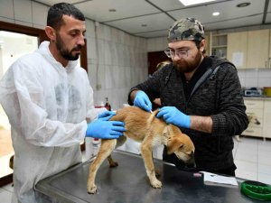 Enkazdan Kurtarılan 12 Köpek, Antalya’da Tedaviye Alındı