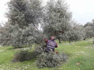 Efeler’deki Zeytin Bahçelerinde Bakım Çalışmaları Devam Ediyor