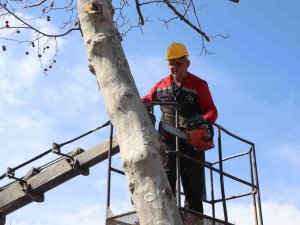 Ağaçlar Bahar Bakamı