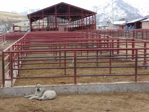 Van’da Şap Alarmı
