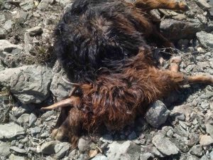 Kulp’ta Başıboş Köpekler 11 Keçiyi Telef Etti