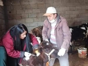 Siirt’te Hayvan Pazarı İkinci Bir Emre Kadar Kapatıldı