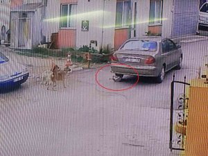 Otomobiliyle Köpeği Ezdi, Arkasına Bakmadan Uzaklaştı