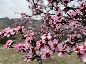 Baharla Birlikte Çiçek Açan Bademler, Çiftçileri Kara Kara Düşündürüyor