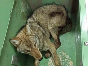 Ardahan’da Bulunan Yaralı Kurt Tedavi Altına Alındı