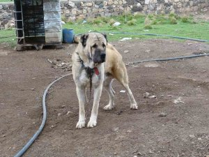 Mardin’de Bu Köy Kangal Köpeği Sevgisiyle Dikkat Çekiyor