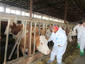 Iğdır’da Şap Hastalığı Alarmı, Hayvanlar İlaçlanmaya Başladı