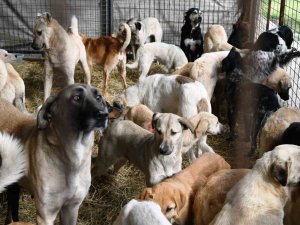 Çanakkale’de Kırsalda 10 Bin Sokak Hayvanını Kısırlaştırma Çalışmaları Sürüyor