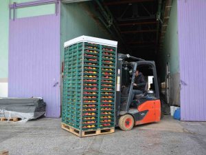 Margarit Armudu Ve Ayvada İhracat Hareketliliği