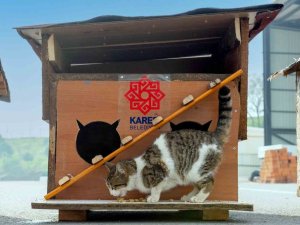 Karesi Belediyesi Atıklardan Sokak Hayvanlarına Kulübe Yapıyor