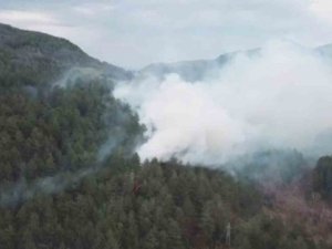 Yol Kenarına Atılan Sigara İzmariti Ormanlık Alanda Yangın Çıkardı