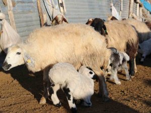 Elazığ’da Koyun Ve Kuzuların Renkli Buluşması