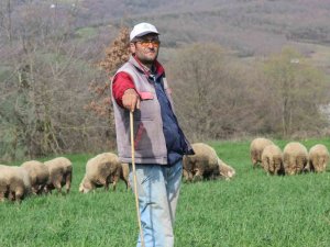Şehir Hayatından Sıkıldı, 55 Yaşında Çobanlık Yapmaya Başladı