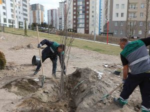 Talas’ta Ağaçlandırma Sezonu Açıldı