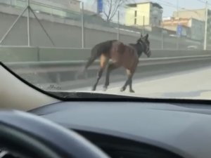 Başıboş Atlar Trafiği Tehlikeye Sokuyor