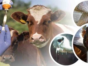 Denizli’de Şap Hastalığı Nedeniyle Hayvan Alım Ve Satımı Yasaklandı