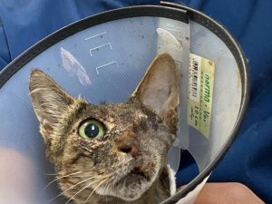 Kanserli Kediye Umut Oldular