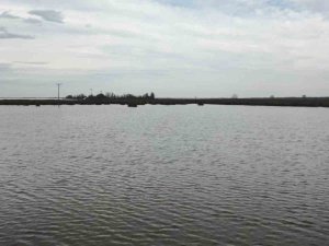 Kızılırmak Deltası Eski Sulak Haline Döndü