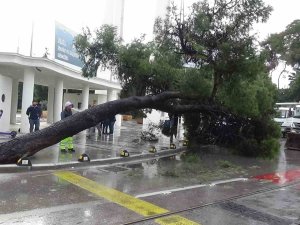 Kültürpark Önündeki Ağaç Bir Anda Devrildi