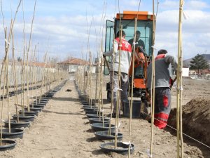 4 Bin 500 Adet Çınar Fidanı Melikgazi’ye Ağaç Olacak