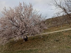 Baskil’de Badem Ağaçları Çiçek Açtı