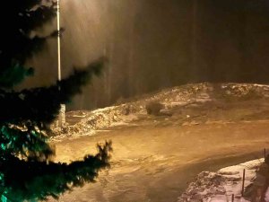 Aç Kalan Ayı Tesise İndi: Vatandaşlar Ayıyı, "Gel Oğlum" Diyerek Çağırdı